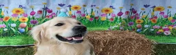 Golden Retriever dogs for stud: stud  in Pontyclun - Advert 1