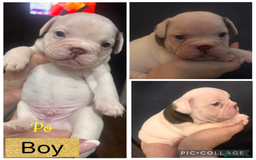 French Bulldog dogs for sale: Beautiful chunky Frenchie pups - Image 3