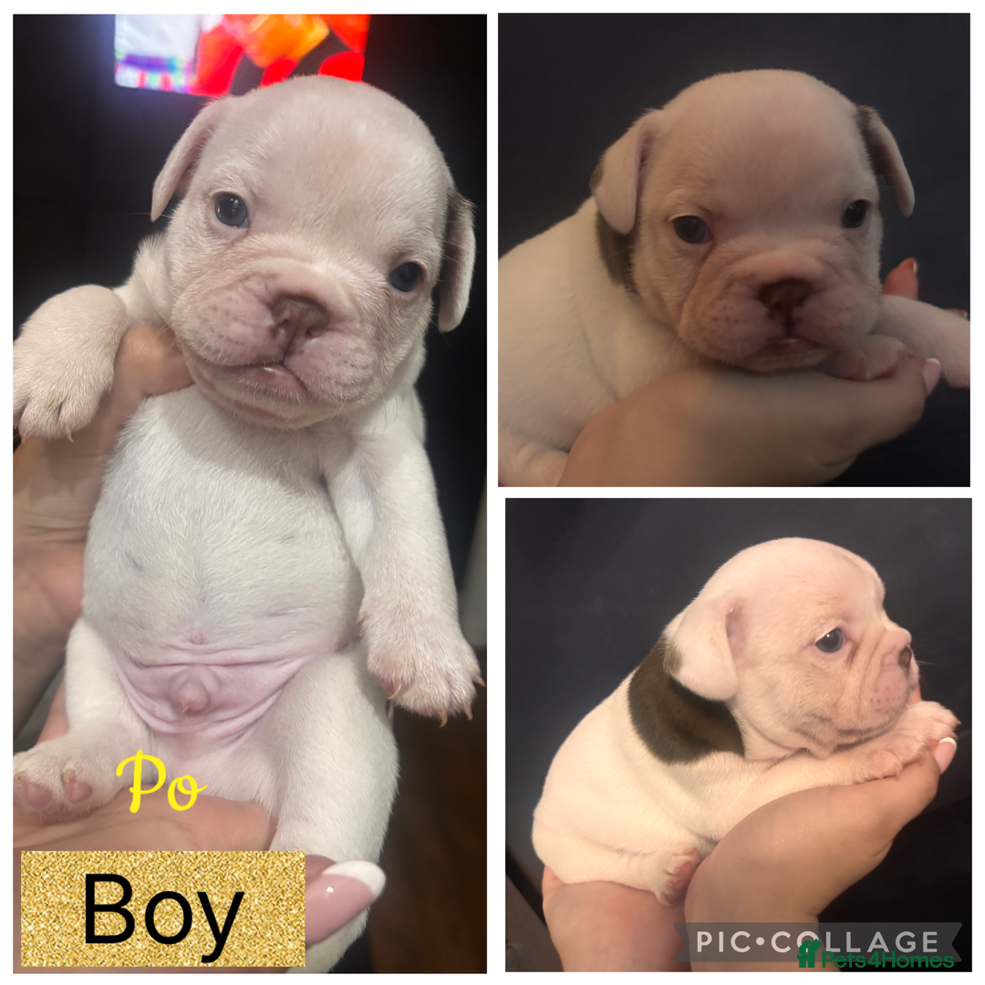 French Bulldog dogs for sale: Beautiful chunky Frenchie pups - Image 3