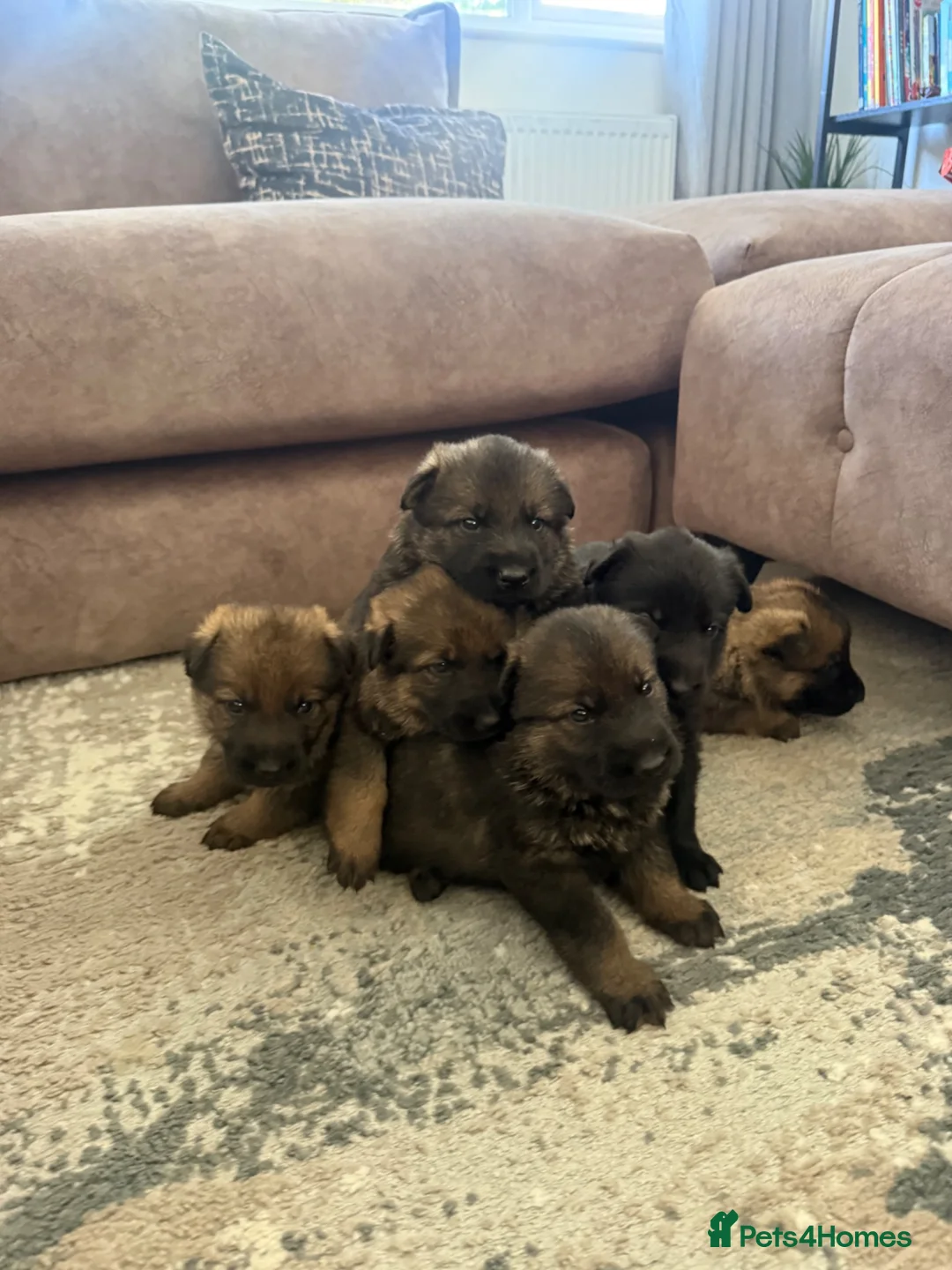 German Shepherd dogs for sale: German Shepherd puppies for sale!!! in Luton - Advert 10