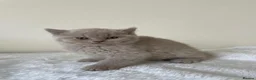 British Shorthair cats for sale: GCCF Kittens BSH solid colours  - Advert 14