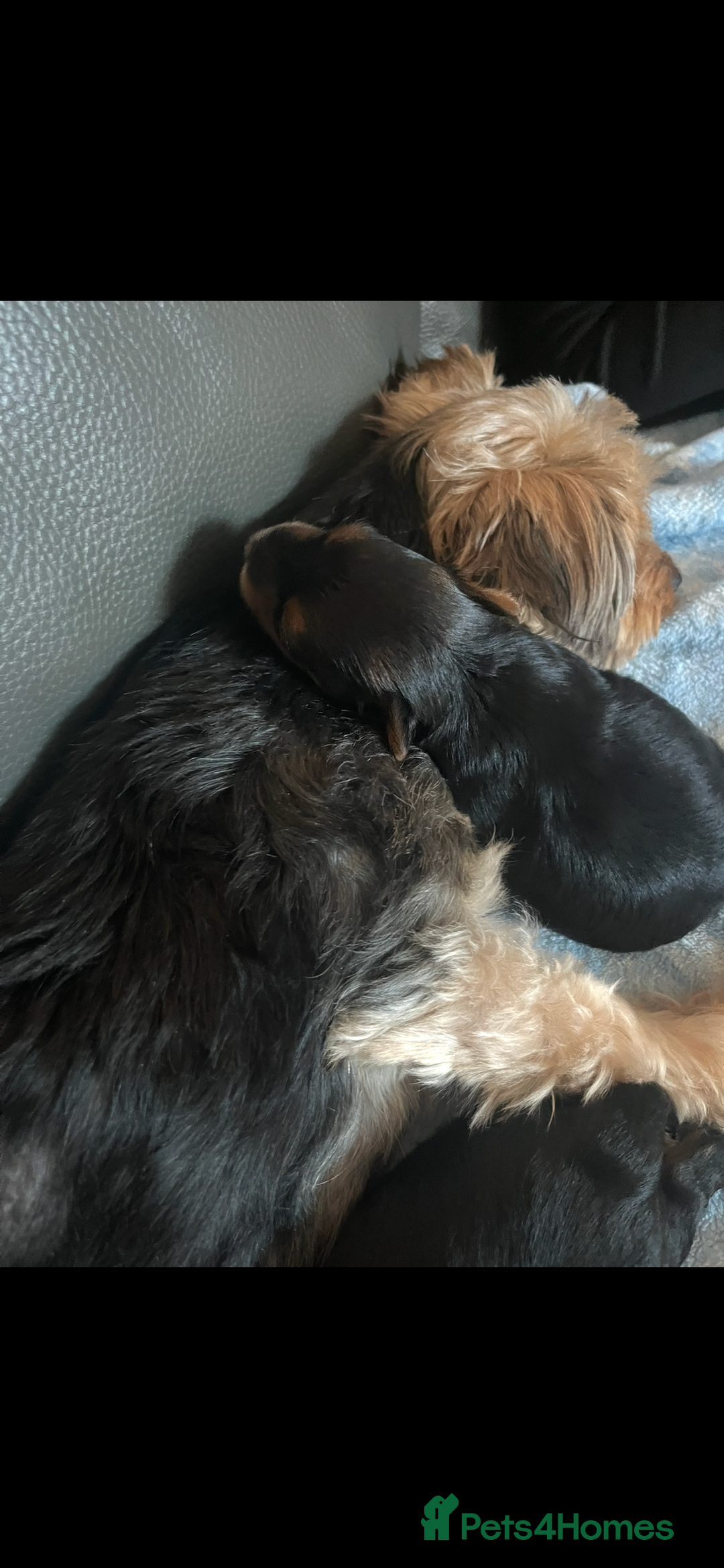 Yorkshire Terrier dogs for sale: Yorkshire terrier pups  - Image 4