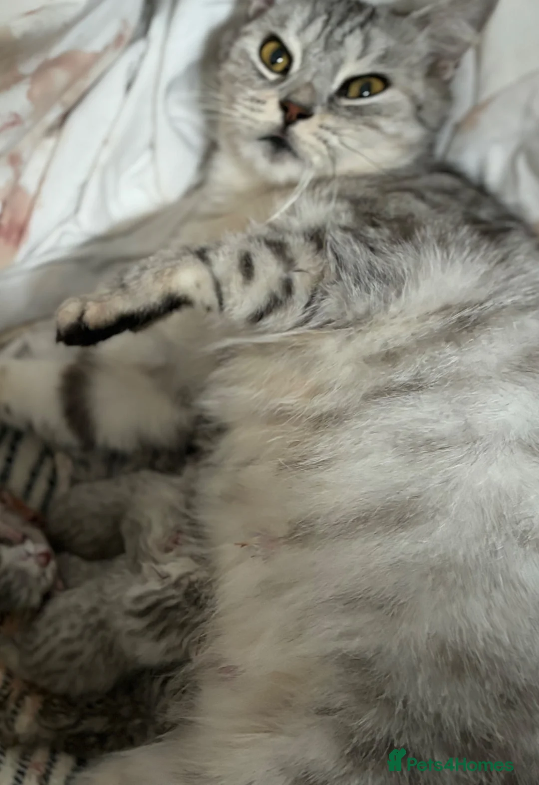 British Shorthair cats for sale: Stunning Snow Spot Kittens (GCCF) - Advert 1