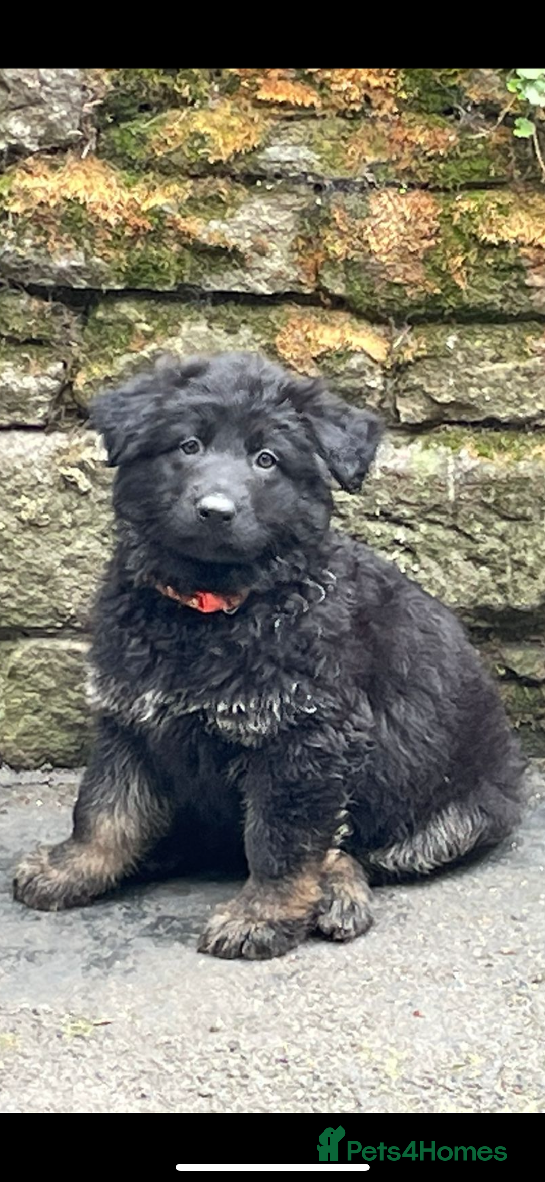 German Shepherd dogs for sale: ONE GIRL AVAILABLE -German shepherd puppies - Image 18