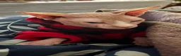 Sphynx cats for sale: Franek good for 5* home - Advert 7