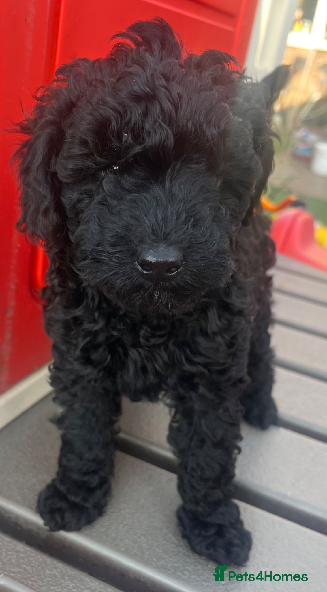 Toy Poodle dogs Toy poodle puppies  - Advert 1