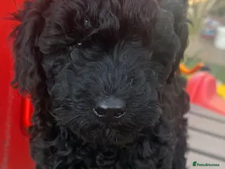Toy Poodle dogs Toy poodle puppies - Advert 3