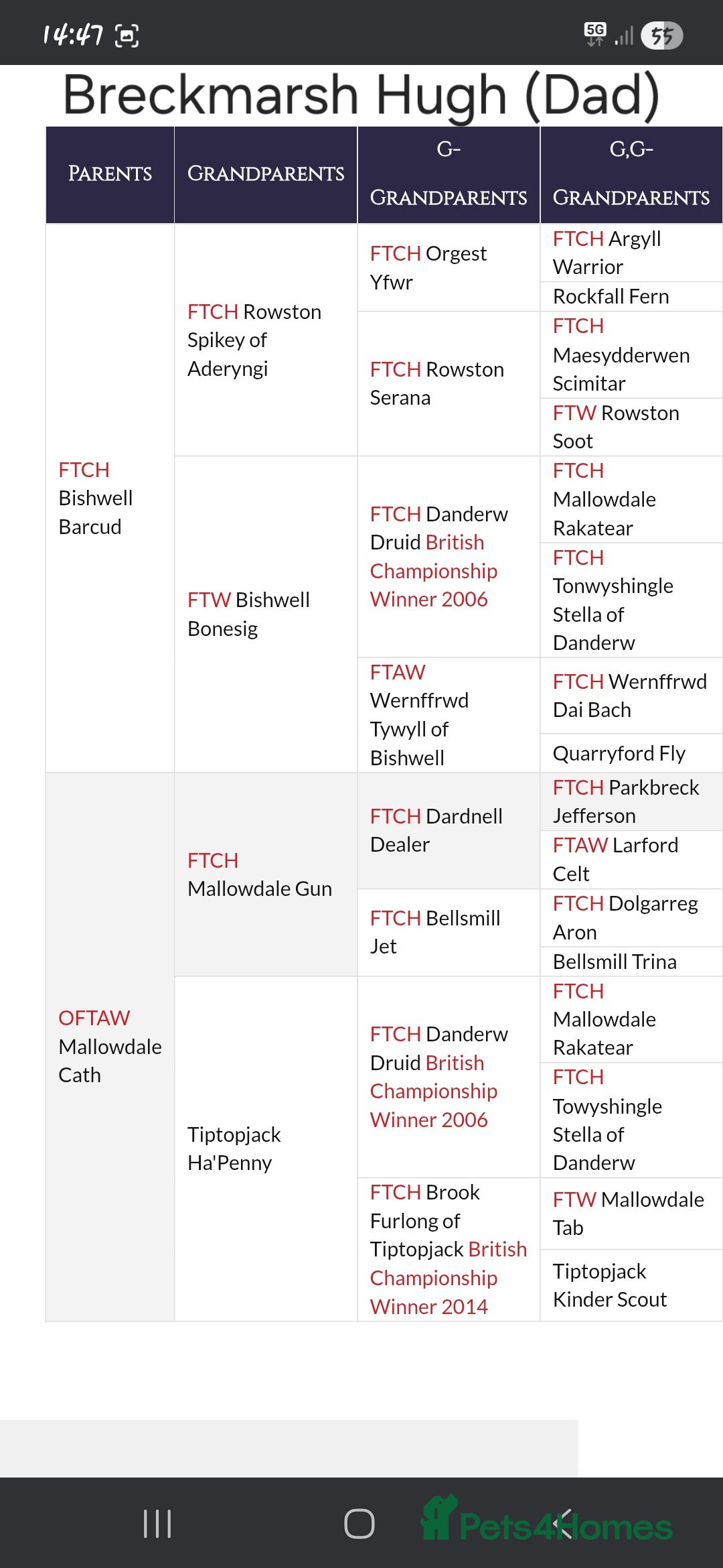 Cocker Spaniel dogs for sale: Gorgeous KC reg red cocker spaniel pups  - Advert 16