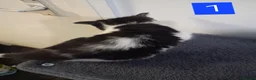 Domestic Shorthair cats for sale: TUXEDO KITTENS  - Advert 7