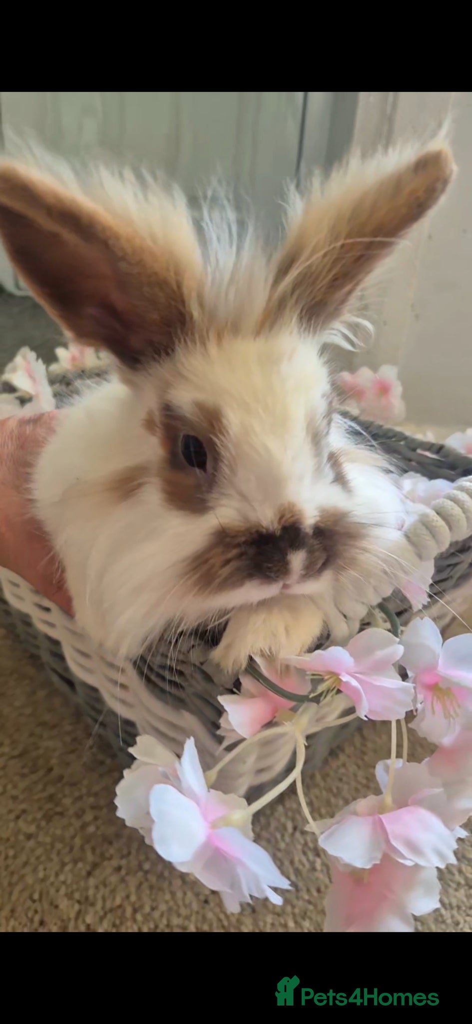 English Lop rabbits Butterfly lion head buck  - Advert 13