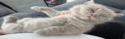 British Shorthair cats for sale: 2 British Shorthairs  - Advert 18