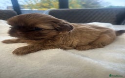 Shih Tzu dogs for sale: 🐶Imperial ShihTzu Puppies–Exceptional Bloodline🐶 - Image 12