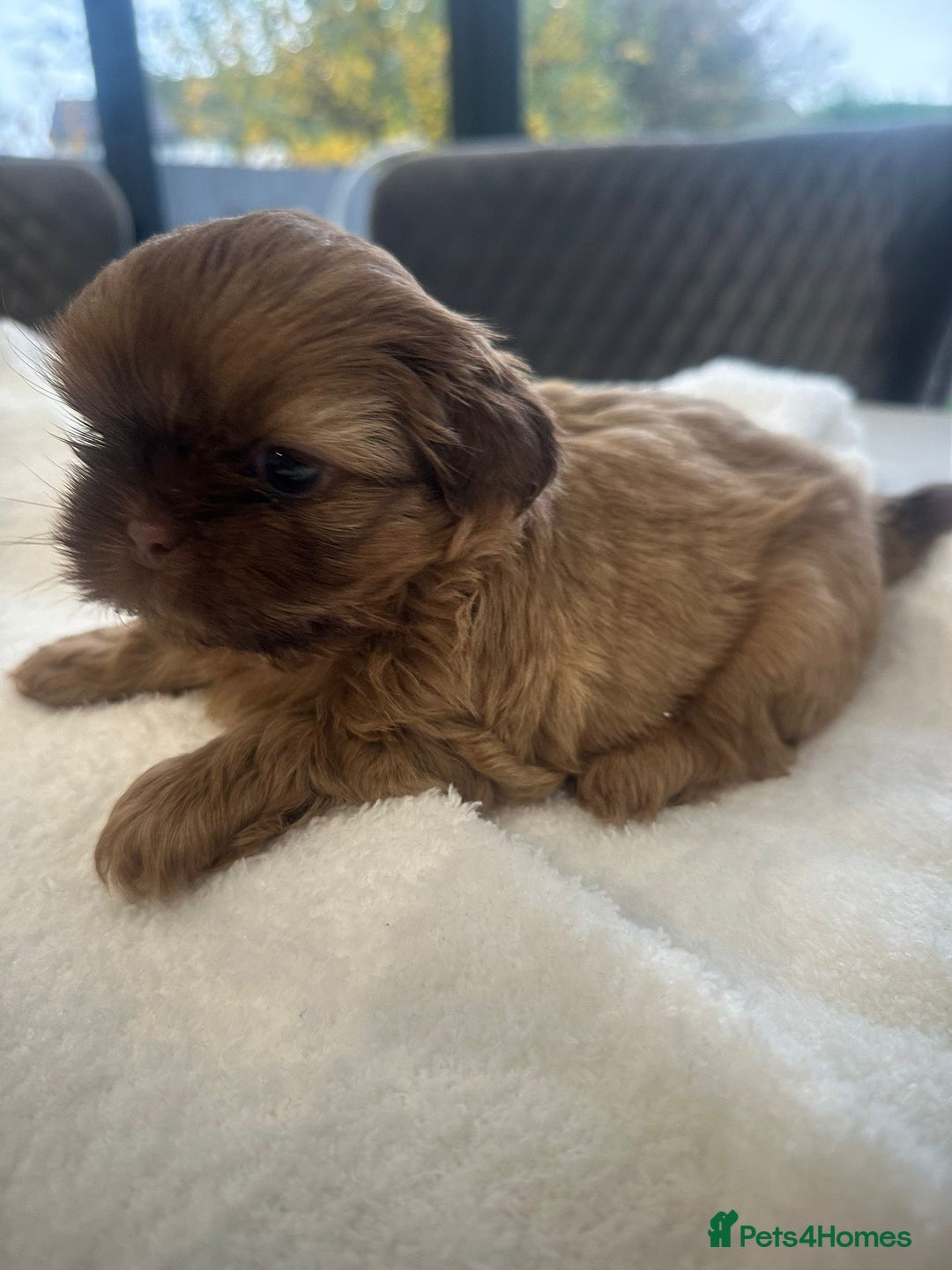 Shih Tzu dogs for sale: 🐶Imperial ShihTzu Puppies–Exceptional Bloodline🐶 - Image 12