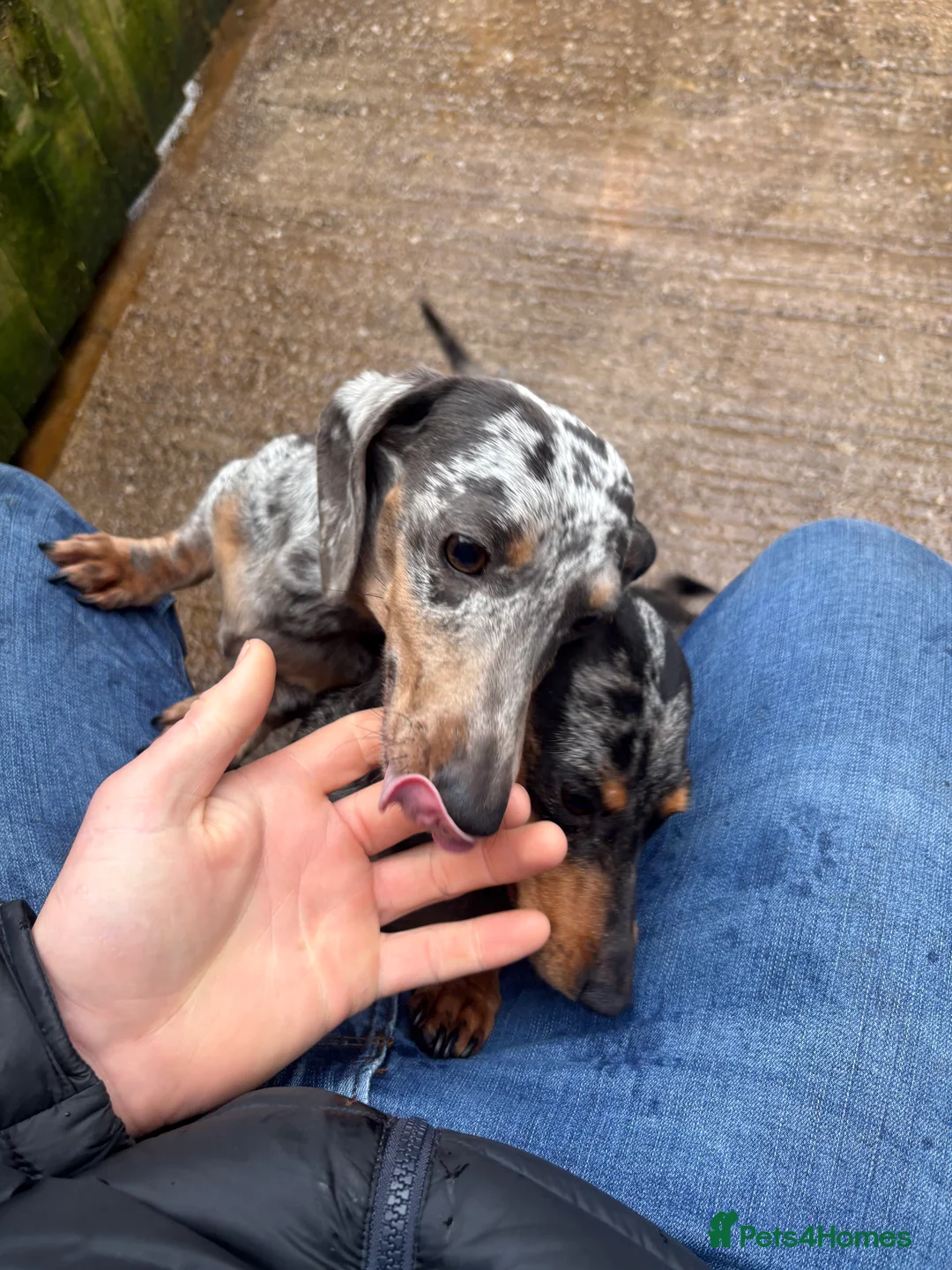 Miniature Dachshund dogs for sale: 3 dachshund for sale in Runcorn - Advert 3