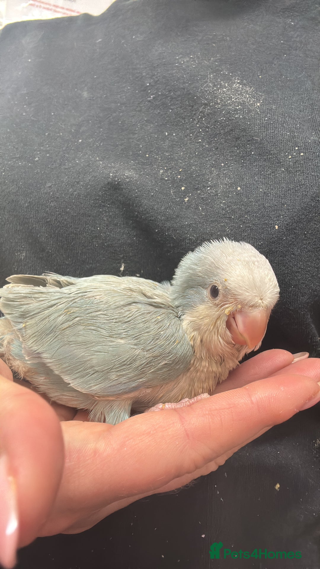 Parakeets birds for sale: 🩷 Super Tame hand reared Quaker🩷 - Image 2