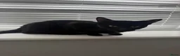 Mixed Breed cats for sale: 11 week old kittens ready to leave  - Advert 2