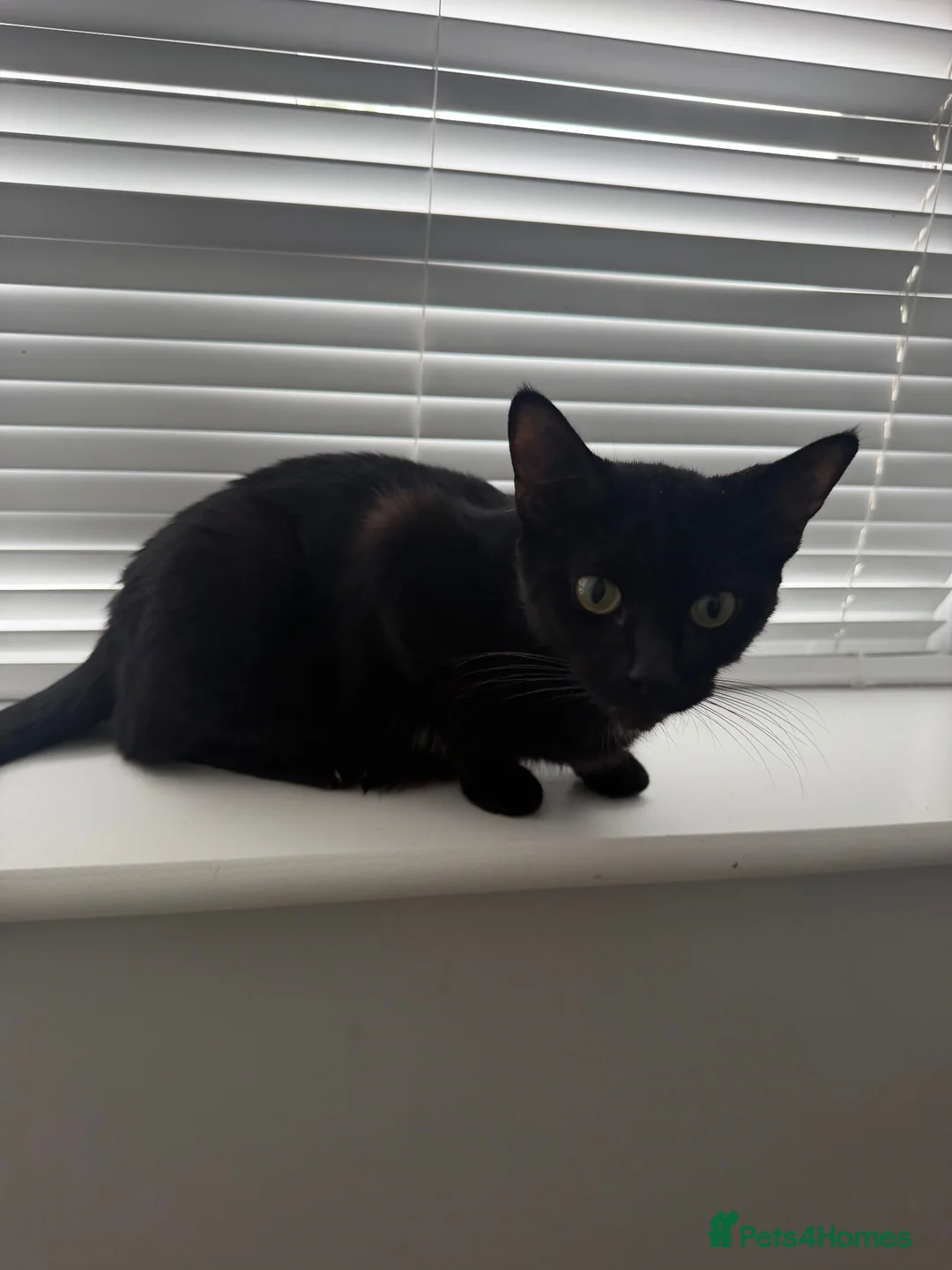 Mixed Breed cats for sale: 11 week old kittens ready to leave  - Advert 2