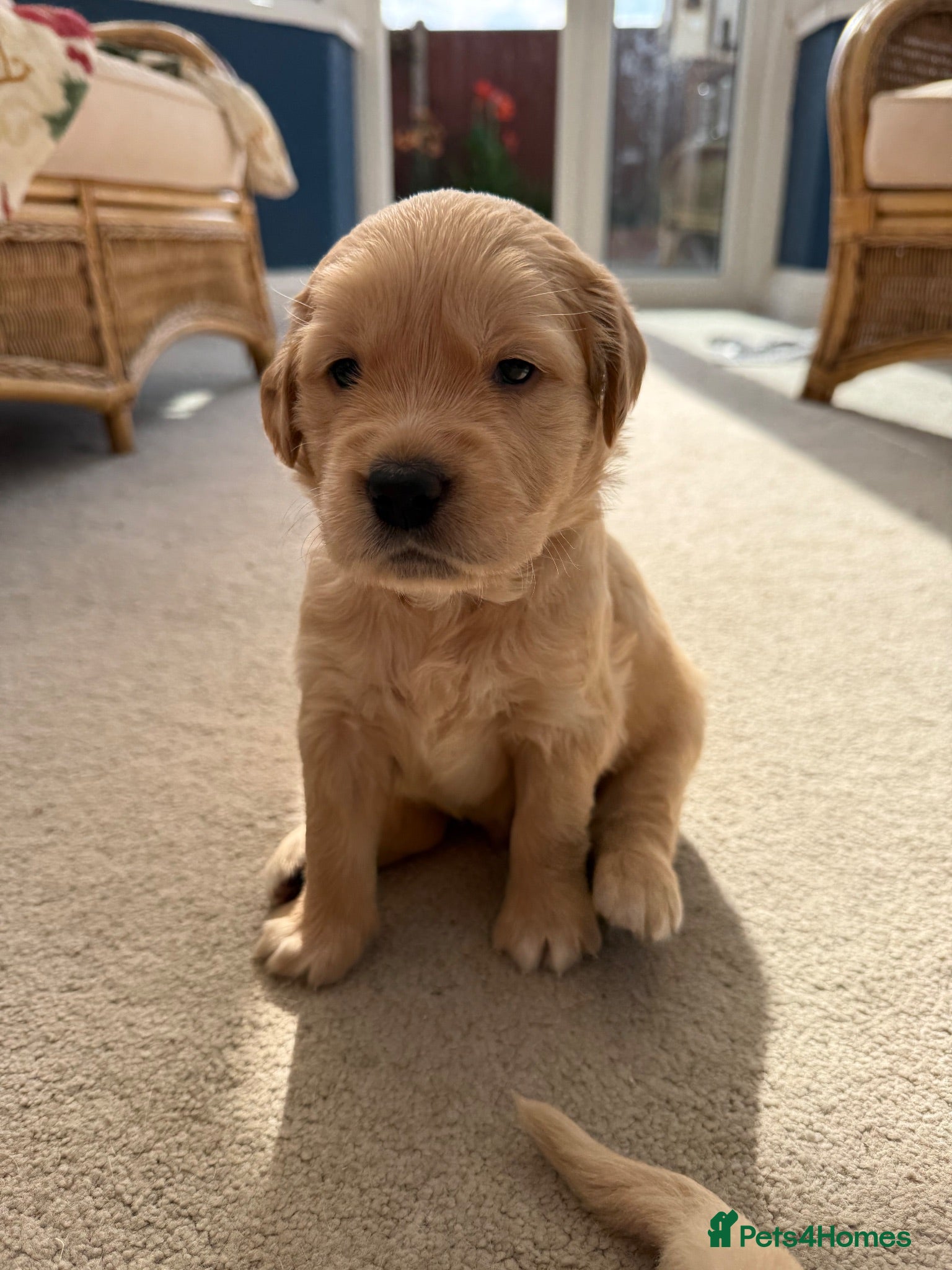 Golden Retriever dogs Kennel Club Golden Retriever Puppies Health Tested - Advert 1