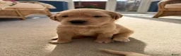 Golden Retriever dogs for sale: Kennel Club Golden Retriever Puppies Health Tested - Advert 1