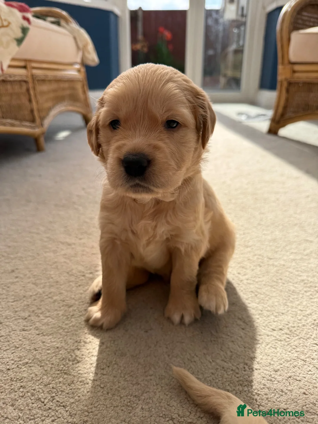 Golden Retriever dogs for sale: Kennel Club Golden Retriever Puppies Health Tested - Advert 1