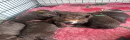 Sproodle dogs for sale: Gorgeous chocolate sproodle f1b puppies in Hull - Advert 27