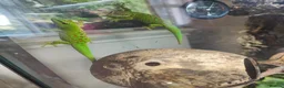 Gecko reptiles for sale: Female Giant Day Gecko 1yr in Taunton - Advert 5