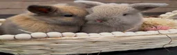 Mini Lop rabbits for sale: Reserved Stunning Lilac Self Doe  - Advert 3