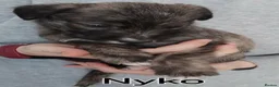 Lurcher dogs for sale: Beautiful Lurcher pups - Advert 29