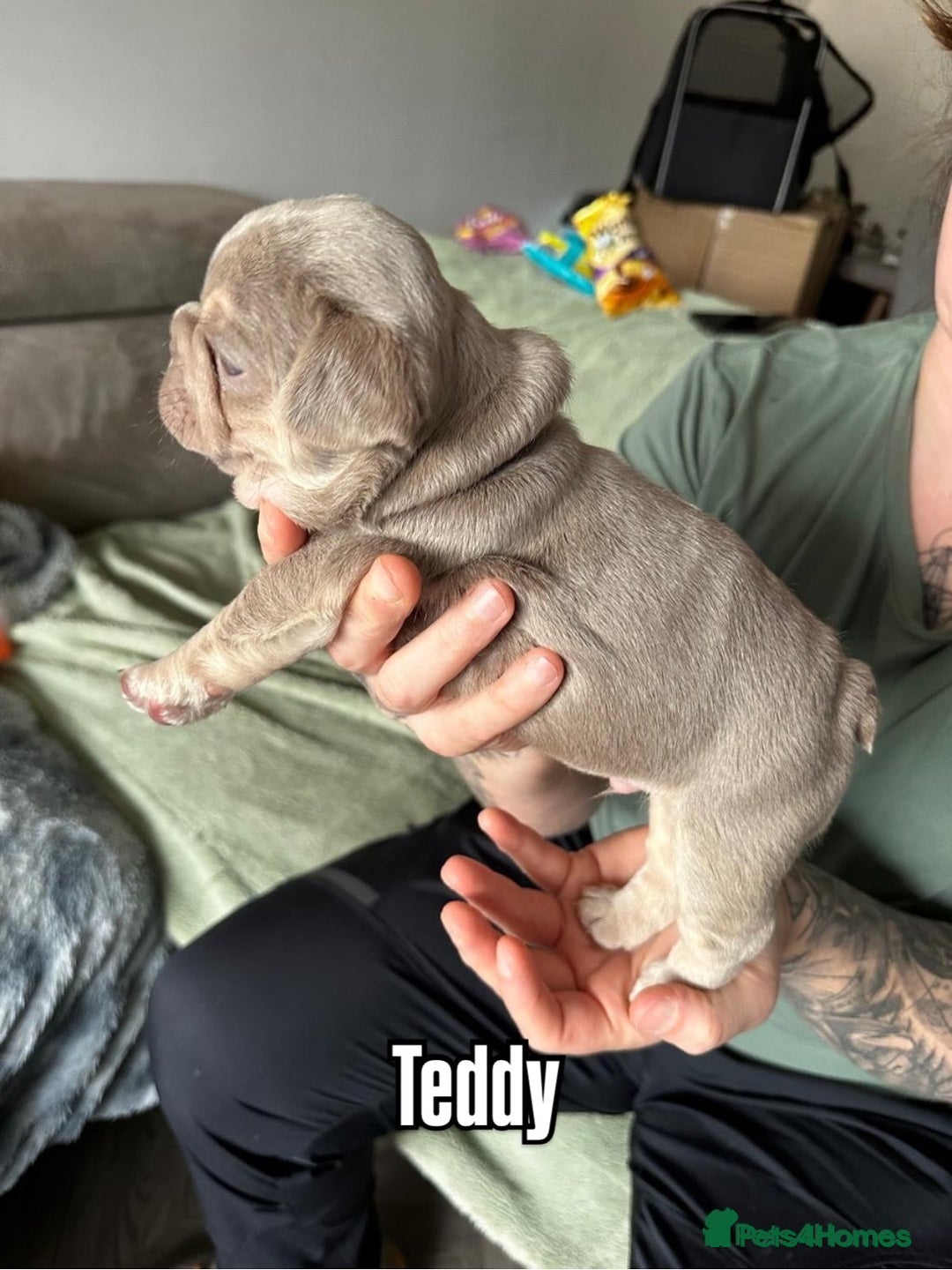 French Bulldog dogs for stud: Stunning Isabella & Tan boy fluffy L4 for Stud in Dundee - Image 25