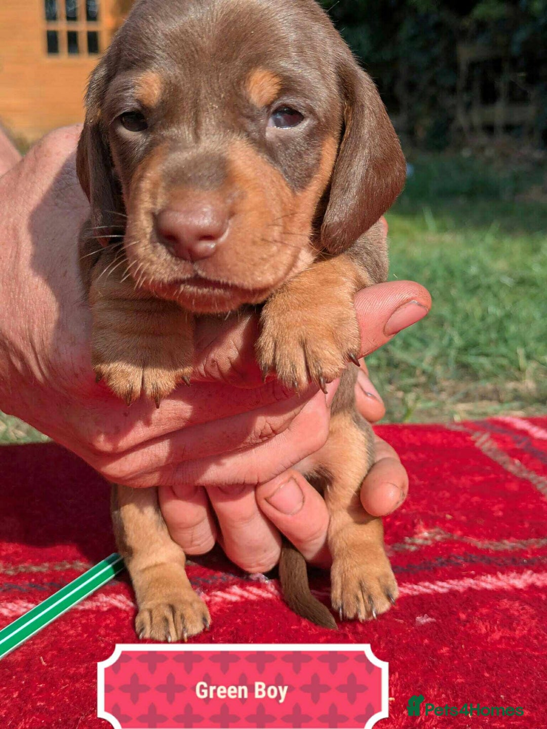 Miniature Dachshund dogs for sale: 5 beautiful chocolate and tan miniature dachshunds - Image 6