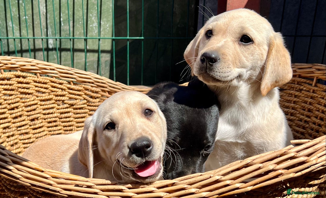 Labrador Retriever dogs for sale: Labrador Pups Chunky traditional type 1 girl left in Barrow-upon-Humber - Image 24