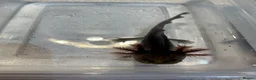 Axolotl reptiles for sale: Axolotl Jeuveniles  - Advert 24