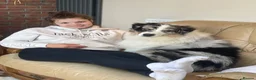 Australian Shepherd dogs for sale: Boys and girls available  - Advert 2