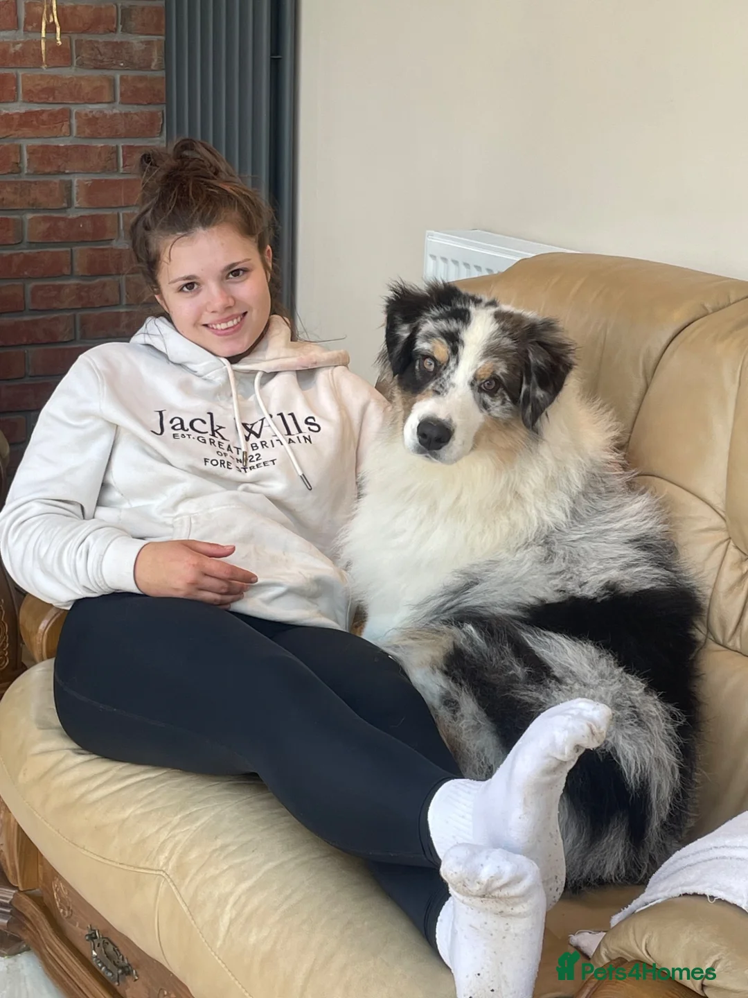 Australian Shepherd dogs for sale: Boys and girls available  - Advert 2