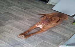 Dogue De Bordeaux dogs for sale: Dogue de bordeaux  - Image 4