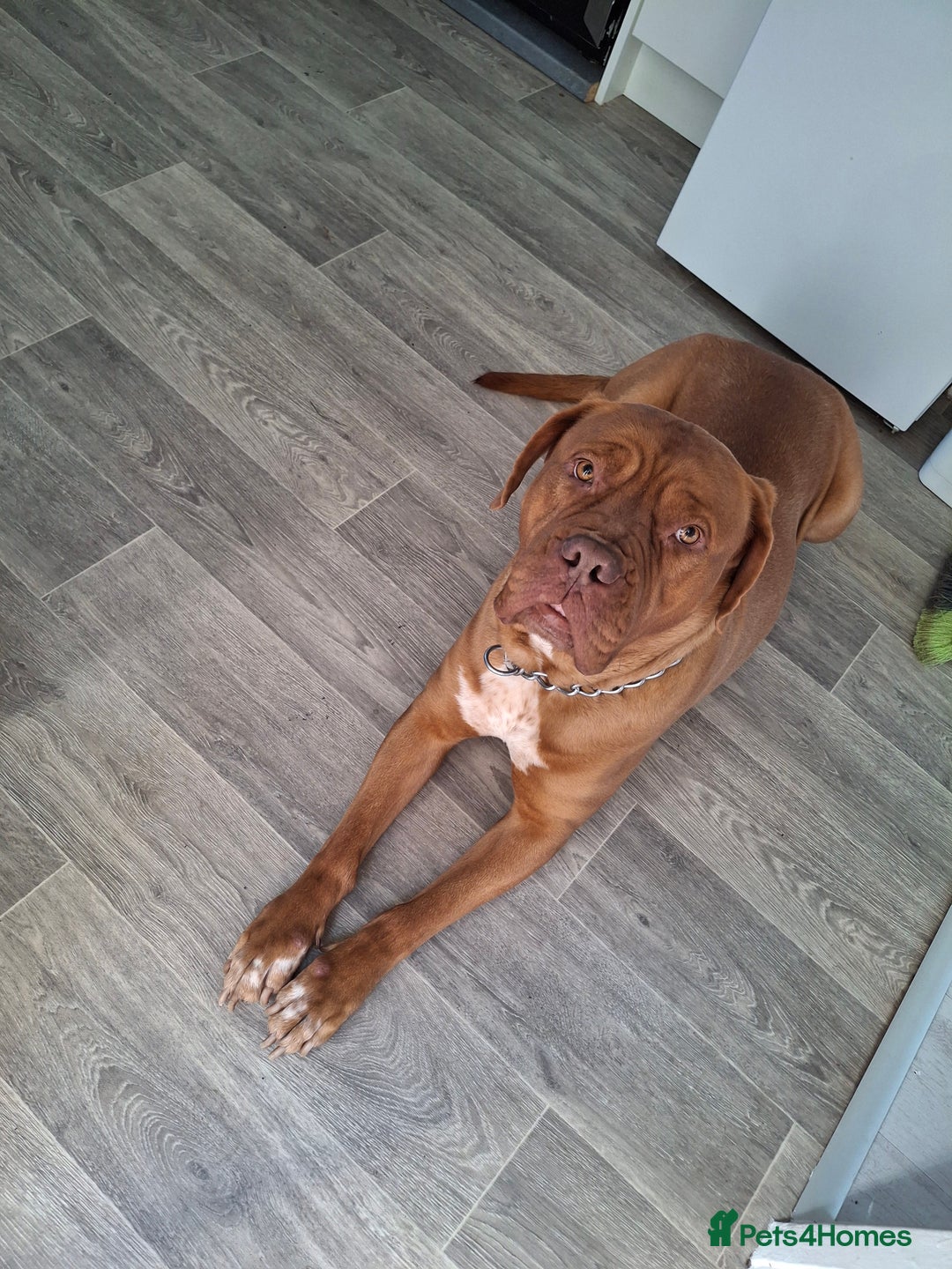 Dogue De Bordeaux dogs for sale: Dogue de bordeaux  - Image 4