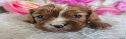 Cavalier King Charles Spaniel dogs for sale: Beautiful KC reg Cavalier King Charles Puppies  - Advert 36