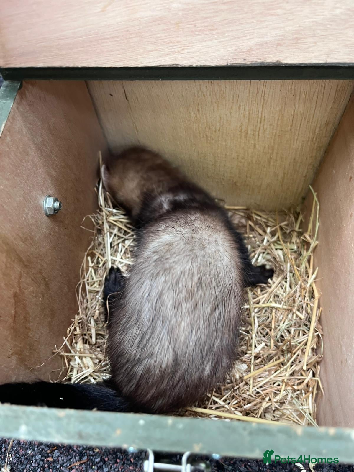Ferret rodents for sale: Beautiful ferrets 9 weeks old  - Advert 6