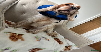 Cocker Spaniel dogs - Advert 14
