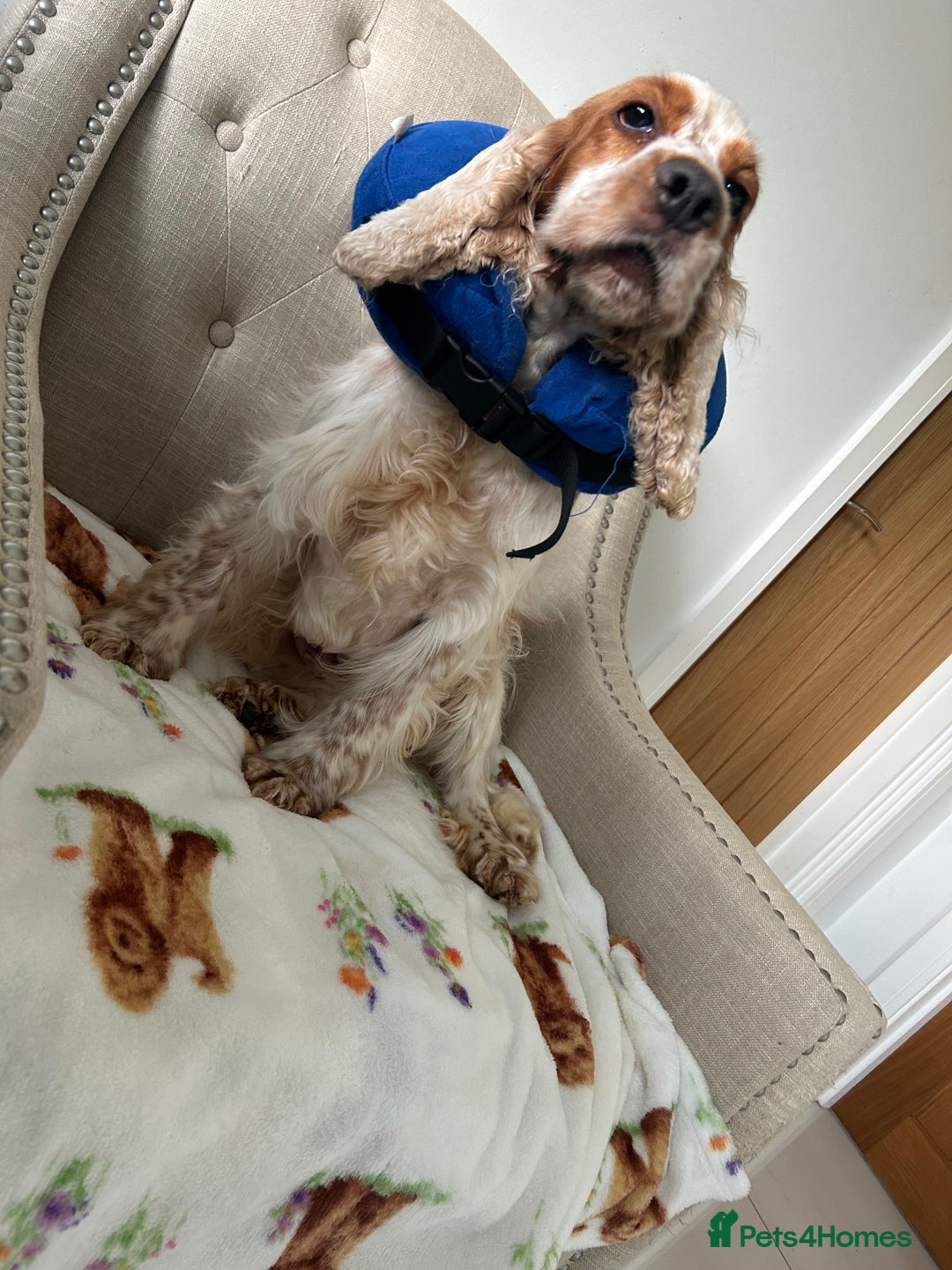 Cocker Spaniel dogs for sale: Beautiful English Cocker spaniel  - Image 3