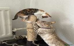 Bengal cats for sale: Bengal Calico kittens  - Image 27