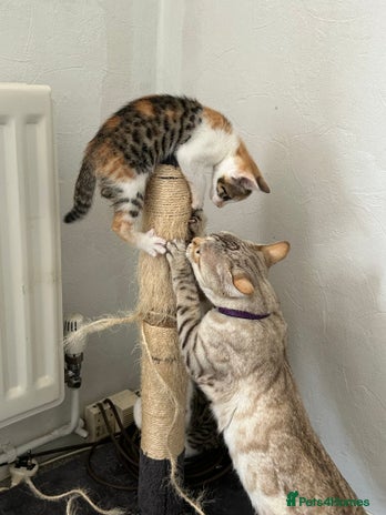 Bengal cats - Advert 1