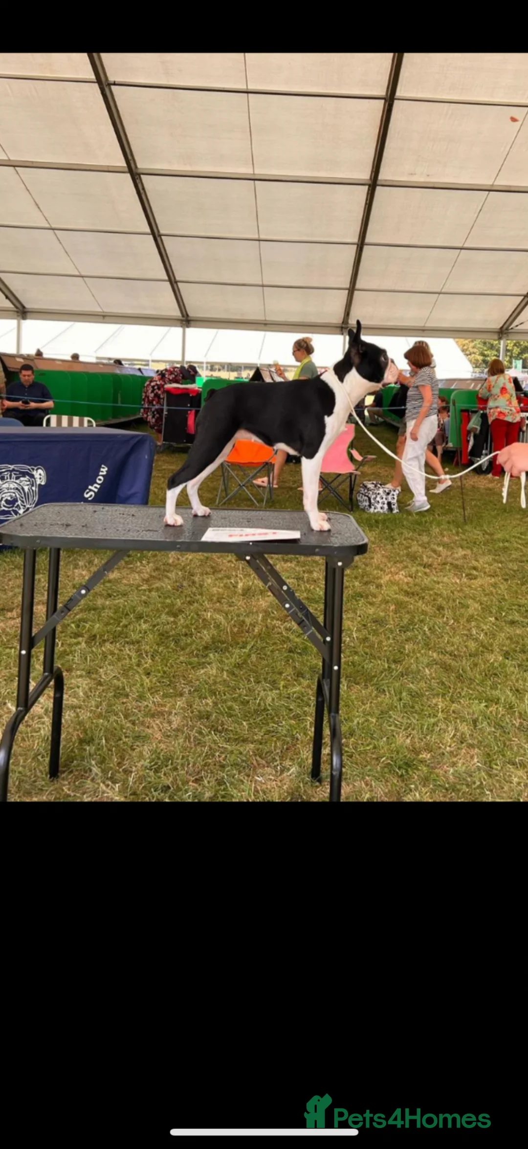 Boston Terrier dogs for sale: Pregnancy confirmed  in Brighton - Advert 2