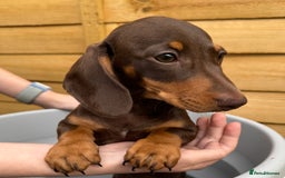 Miniature Dachshund dogs for sale: PreciousGem Mini Dachshund pups 2 boys left! in Horley - Image 1