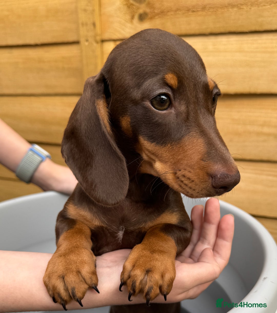 Miniature Dachshund dogs for sale: PreciousGem Mini Dachshund pups 2 boys left! in Horley - Image 1