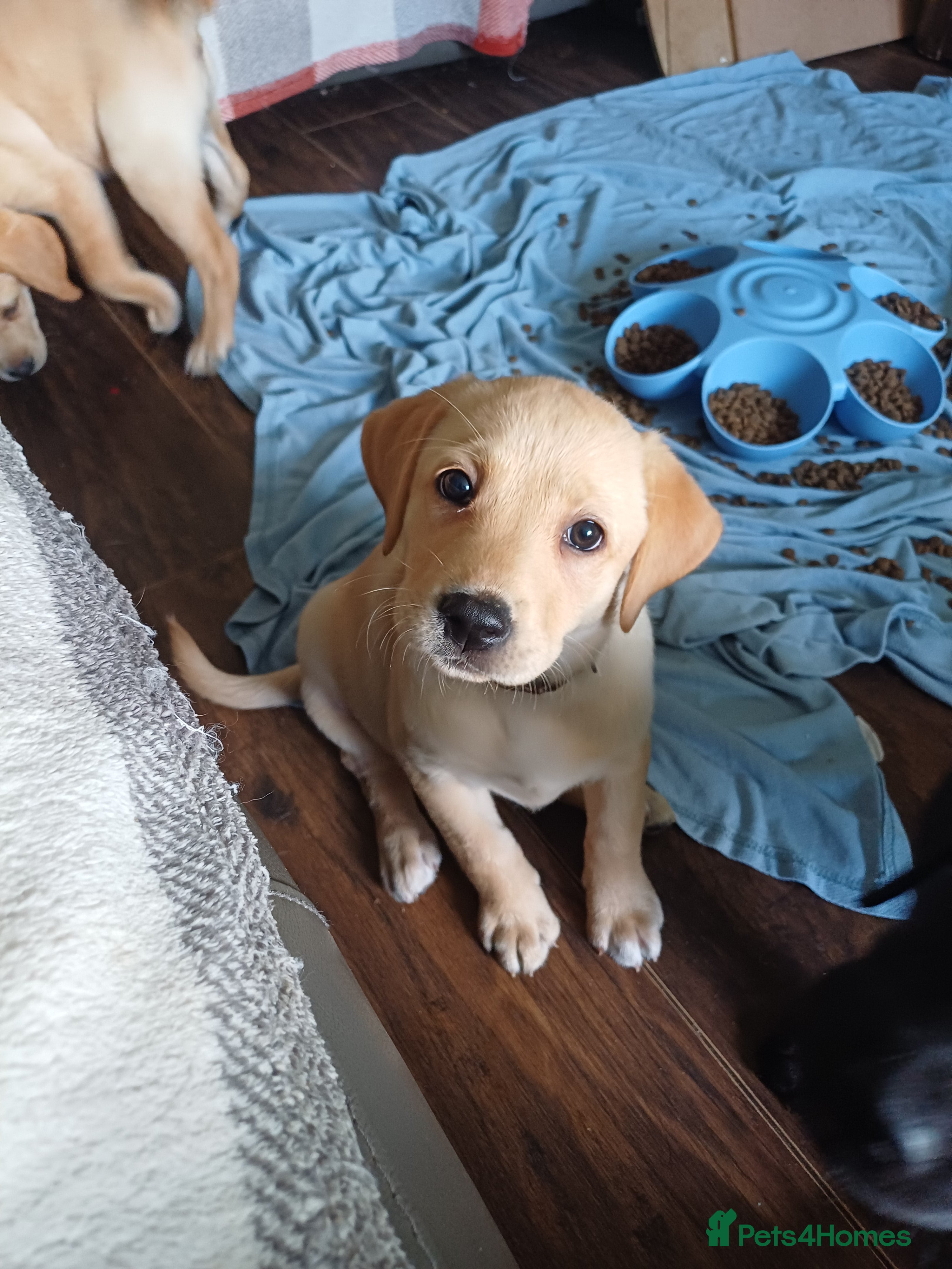 Labrador Retriever dogs *READY FOR THEIR FOREVER HOMES*  - Advert 2