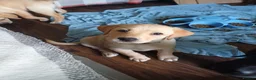 Labrador Retriever dogs for sale: *YELLOW GIRL READY TO GO*  - Advert 12