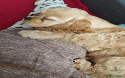 Mixed Breed dogs for sale: CavalierxCocker Spaniel Puppies -Both Parents Here - Image 24