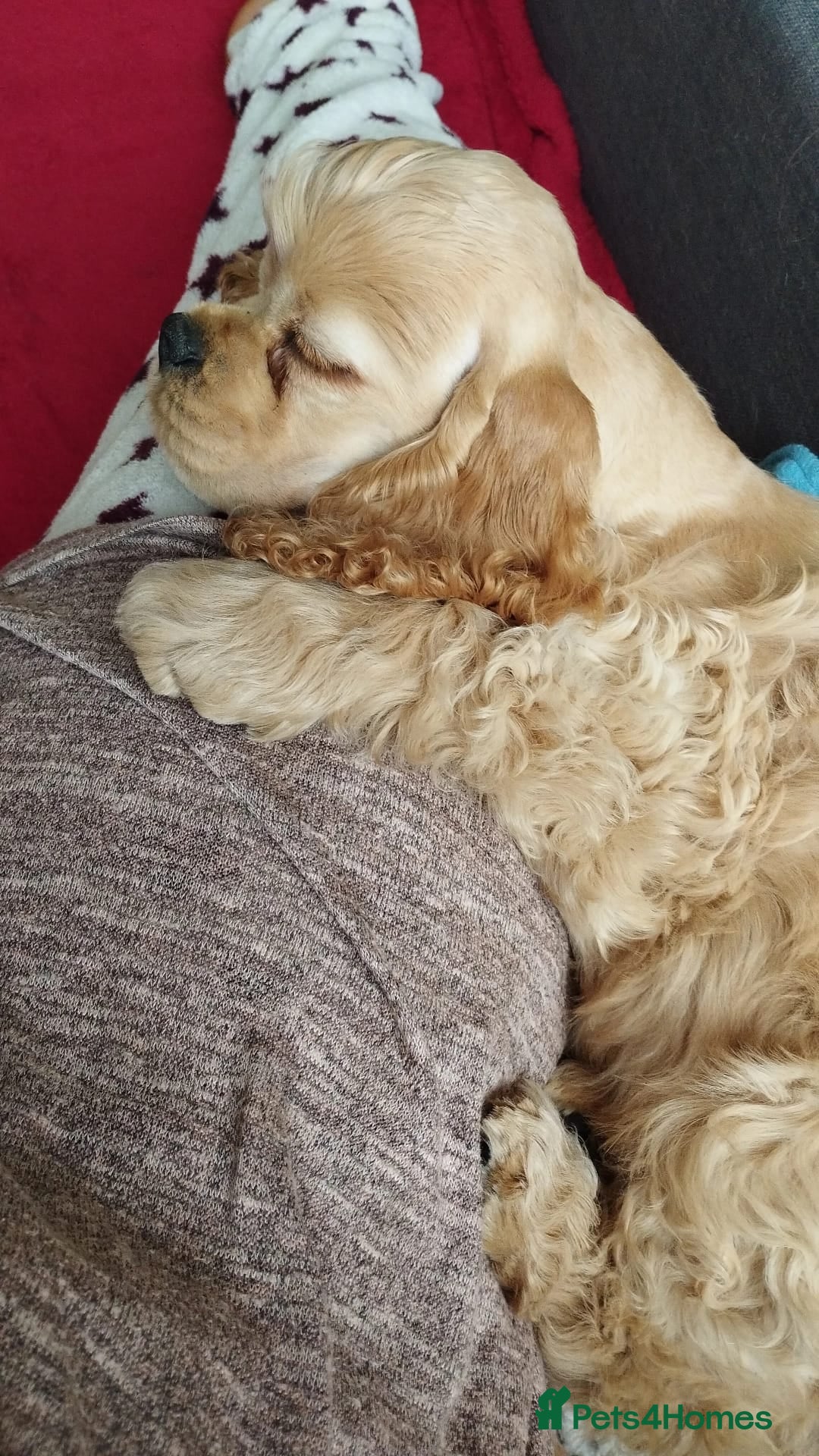 Mixed Breed dogs for sale: CavalierxCocker Spaniel Puppies -Both Parents Here - Image 24