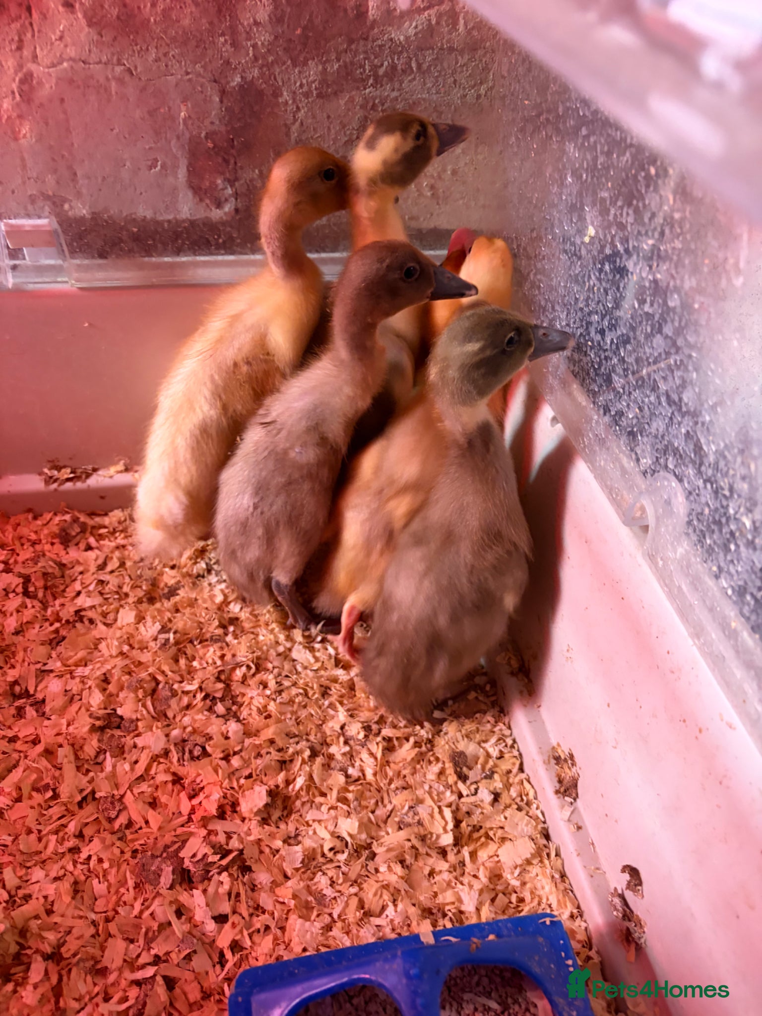 Ducks poultry Indian runner ducklings mixed colours unsexed - Advert 1